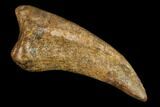 Bargain, Theropod Claw - Hell Creek Formation #112952-3